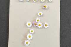 IMG-20260326-WA0013