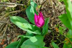 IMG-20260310-WA0003
